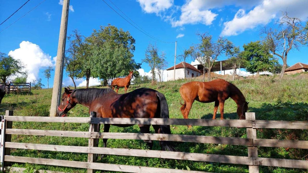 Apartamento Poljoprivredno Turisticko Domacinstvo Deguric Valjevo Exterior foto